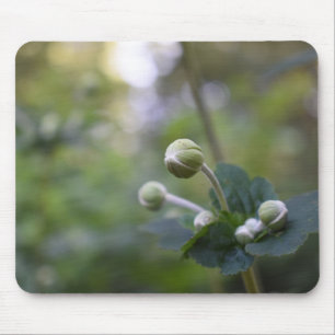 Grüne Blume Bud Garden Naturfotografie Florenz Mousepad