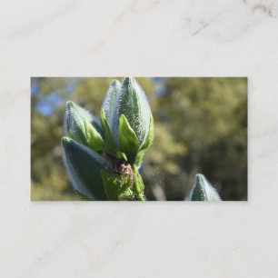 Grüne Blume Bud Garden Naturfotografie Florenz Visitenkarte