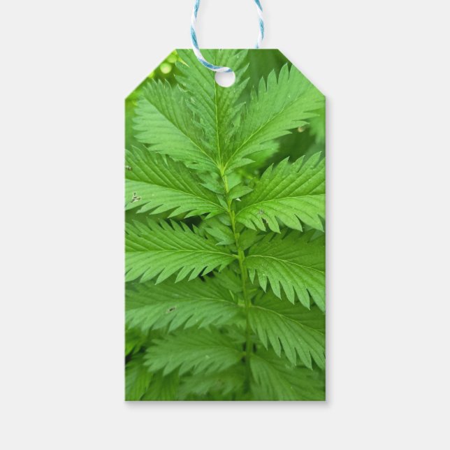Grüne botanische Blätter-Geschenkkarte Geschenkanhänger (Vorderseite)