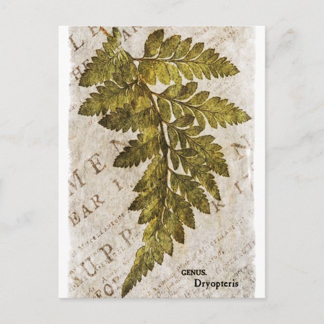 Grüne Botanische Ferns tropische Vorlage Postkarte (Vorderseite)