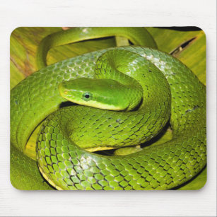 Grüne Bush-Ratten-Schlange Mousepad