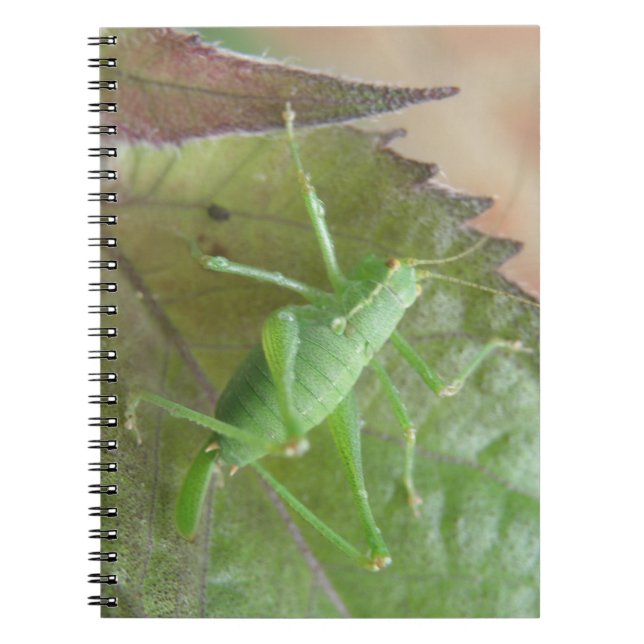 Grüne Cricket auf einem Leaf-Notebook Notizblock (Vorderseite)