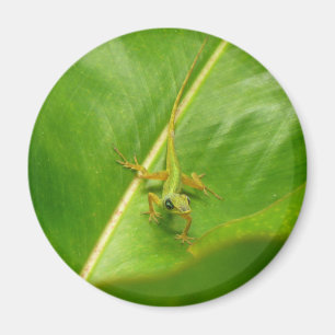 Grüne Eidechse auf grünem Blatt Magnet