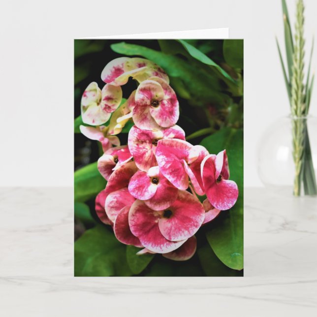 Grüne Erde, Karte (Vorderseite)