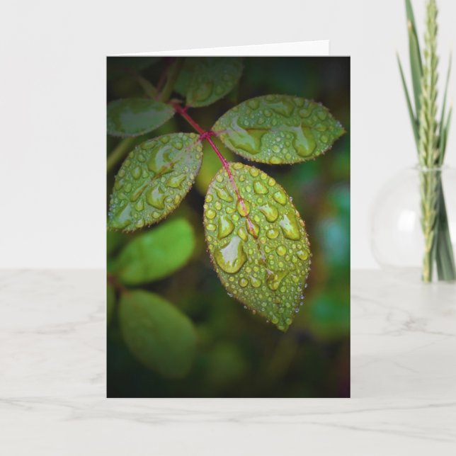 Grüne Erde, Karte (Vorderseite)