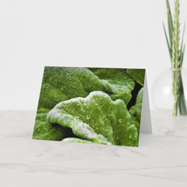 Grüne Erde, Karte (Vorderseite)