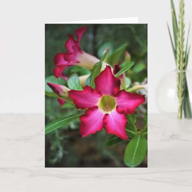 Grüne Erde, Karte (Vorderseite)