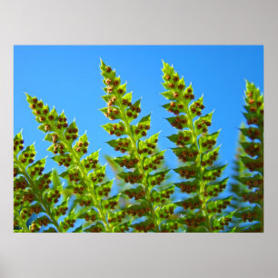 Grüne Farnblätter Kunst Drucke Blaue Himmel Natur