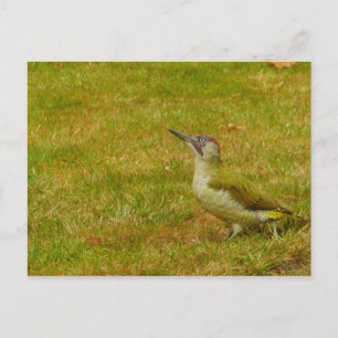 Grüne Fleckenkarte Postkarte