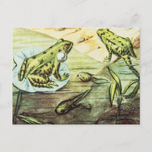 Grüne Frösche, Tierdarstellung Postkarte (Vorderseite)