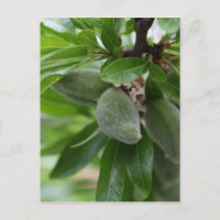 Grüne Früchte eines Mandelbaumes