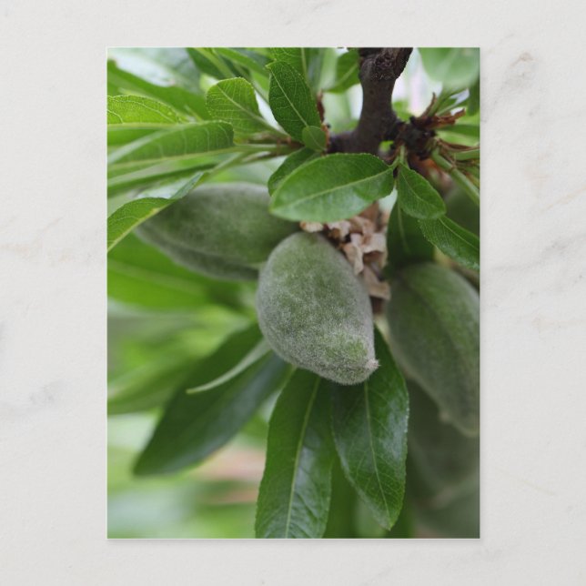 Grüne Früchte eines Mandelbaumes Postkarte (Vorderseite)