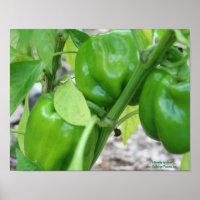Grüne Gartenanlage Paprikaschoten auf dem Weinberg