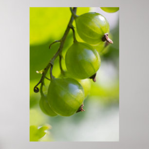 Grüne Gooseberries CC0208 Weckte up Poster