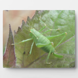 Grüne Grille auf der Leaf-Ebene Fotoplatte