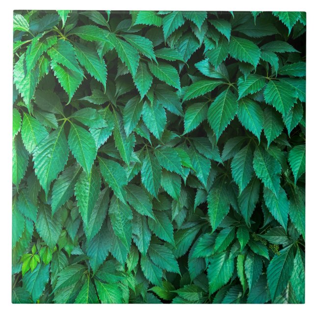 grüne Hecke Hintergrund Parthenocissus Muster Text Fliese (Vorderseite)