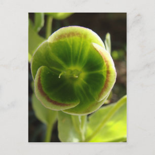 grüne Hellebore-Blume Postkarte