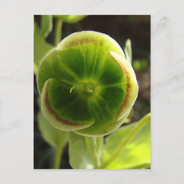 grüne Hellebore-Blume Postkarte (Vorderseite)