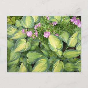 Grüne Hosta-Blätter Botanische Florale Grußkarte Postkarte