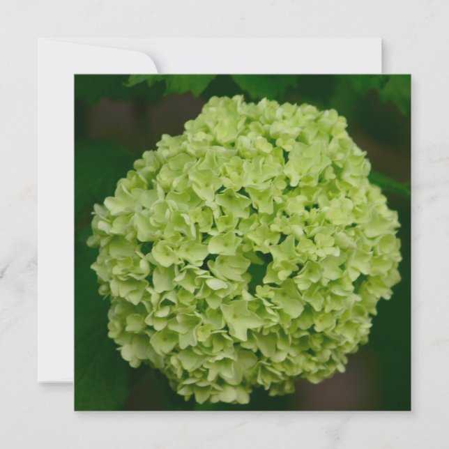 Grüne Hydrangea-Einladungen Einladung (Vorderseite)