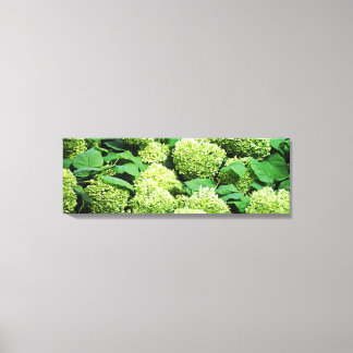 Grüne Hydrangea Leinwanddruck