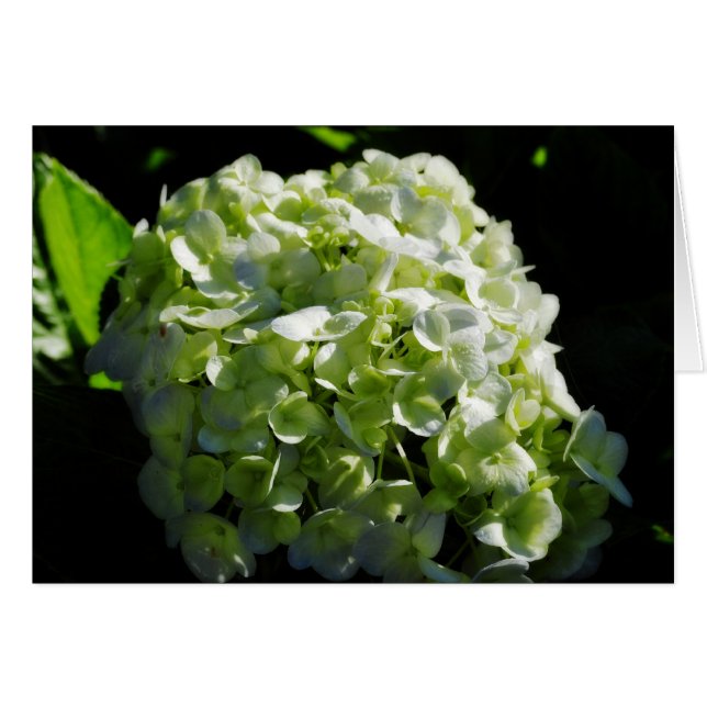 Grüne Hydrangeas-Blume (Vorderseite (Horizontal))