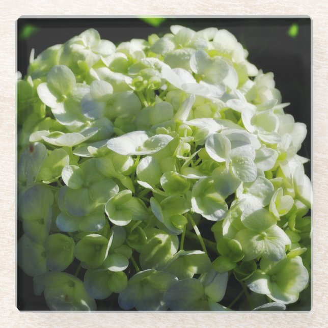 Grüne Hydrangeas-Blume Glasuntersetzer (Vorderseite)