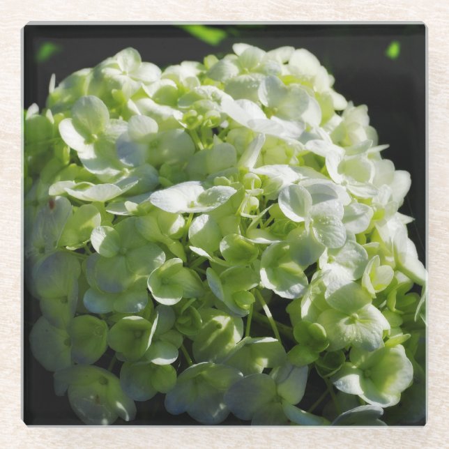 Grüne Hydrangeas-Blume Glasuntersetzer (Vorderseite)