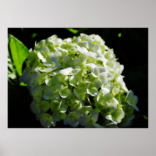 Grüne Hydrangeas-Blume Poster (Vorne)