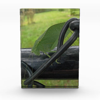 Grüne Katydid auf schwarzem Zaun Fotoblock