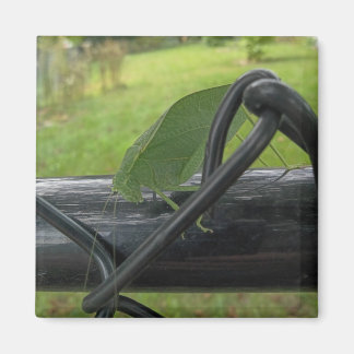 Grüne Katydid auf schwarzem Zaun Magnet
