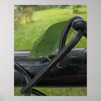 Grüne Katydid auf schwarzem Zaun Poster
