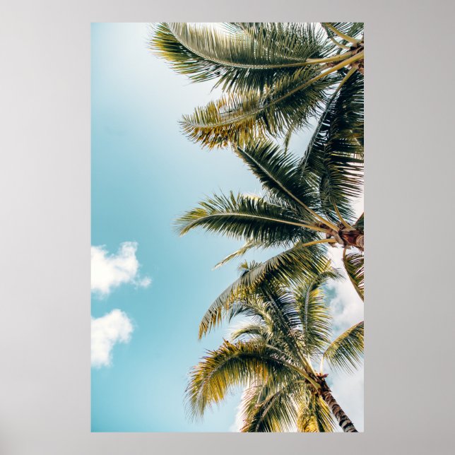 Grüne Kokospalmen Poster (Vorne)