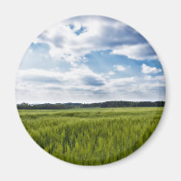 Grüne Kornfelder und blaue Himmel
