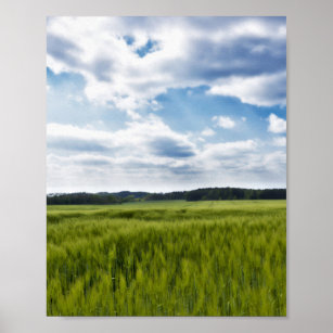 Grüne Kornfelder und blaue Himmel Poster