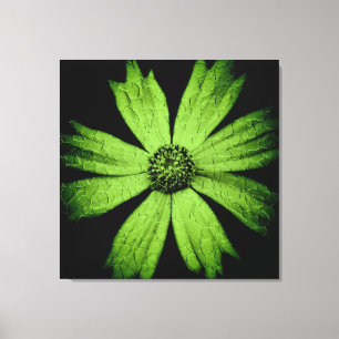 Grüne Kosmos-Blume auf Schwarz Leinwanddruck