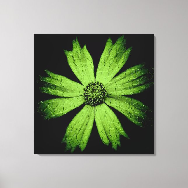 Grüne Kosmos-Blume auf Schwarz Leinwanddruck (Vorderseite)