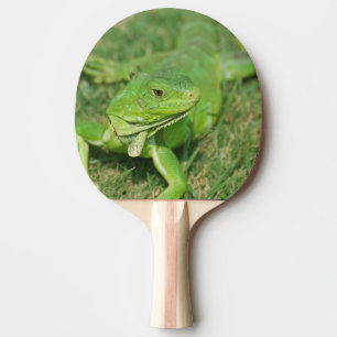 Grüne Kriecheneidechse Tischtennis Schläger