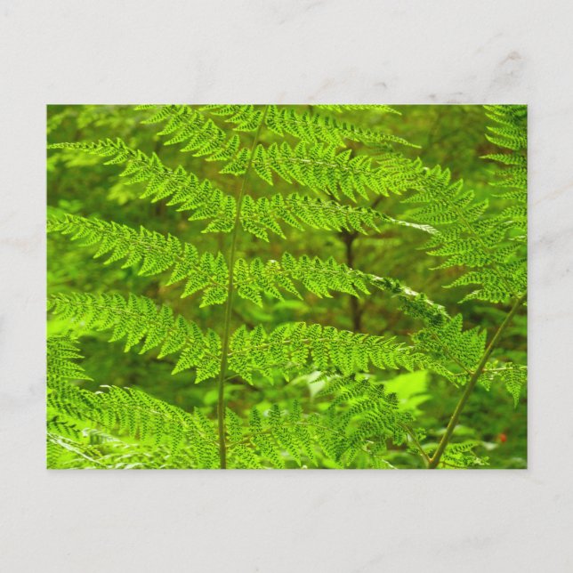 Grüne Landschaft, botanisch Postkarte (Vorderseite)