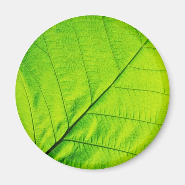 Grüne Leaf-Magnete Magnet (Vorne)
