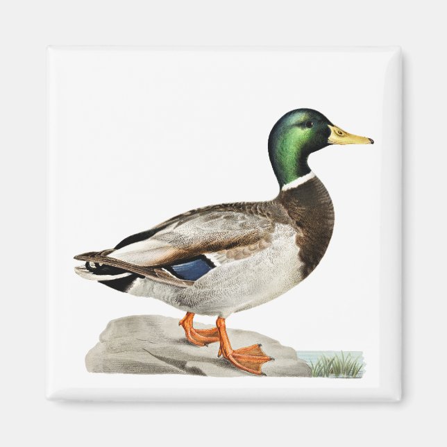 Grüne Mallard Ente Jagd Natur Kunst Magnet (Vorne)