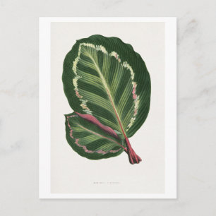 Grüne Mantara Illustris-Blattillustration.  Postkarte