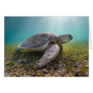 Grüne Meeresschildkröte bei Dämmerung Akumal Bay