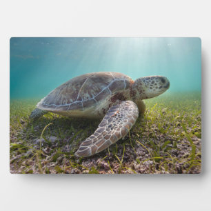 Grüne Meeresschildkröte bei Dämmerung Akumal Bay Fotoplatte