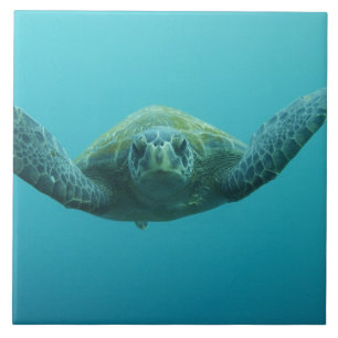 Grüne Meeresschildkröte (Chelonia mydas agassisi), Fliese
