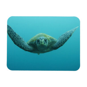 Grüne Meeresschildkröte (Chelonia mydas agassisi), Magnet