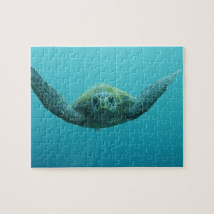 Grüne Meeresschildkröte (Chelonia mydas agassisi), Puzzle