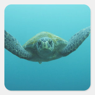 Grüne Meeresschildkröte (Chelonia mydas agassisi), Quadratischer Aufkleber