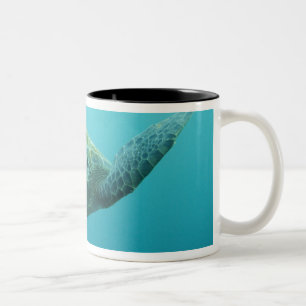 Grüne Meeresschildkröte (Chelonia mydas agassisi), Zweifarbige Tasse