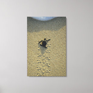 Grüne Meeresschildkröte, (Chelonia mydas), frisch Leinwanddruck